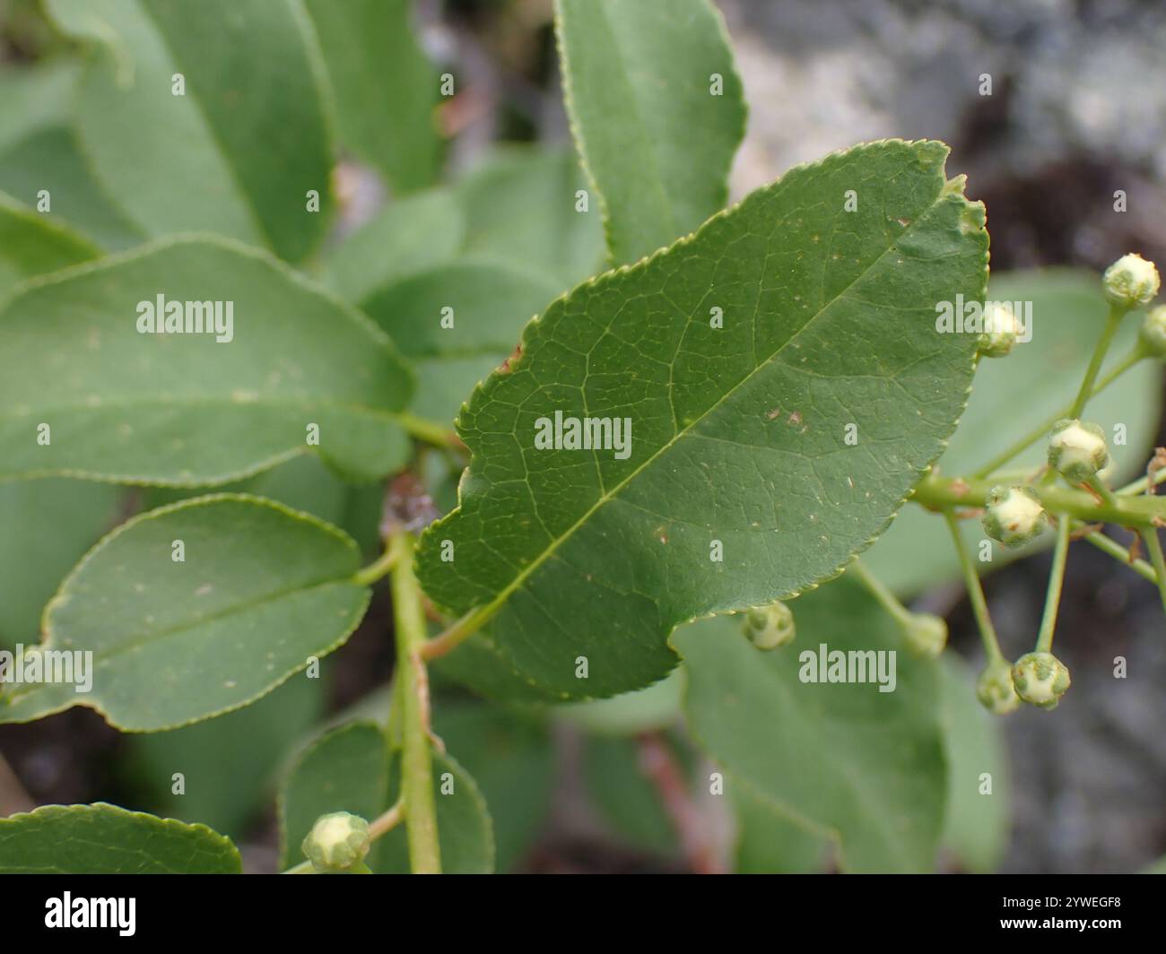 Ciliegia (Prunus virginiana) Foto Stock