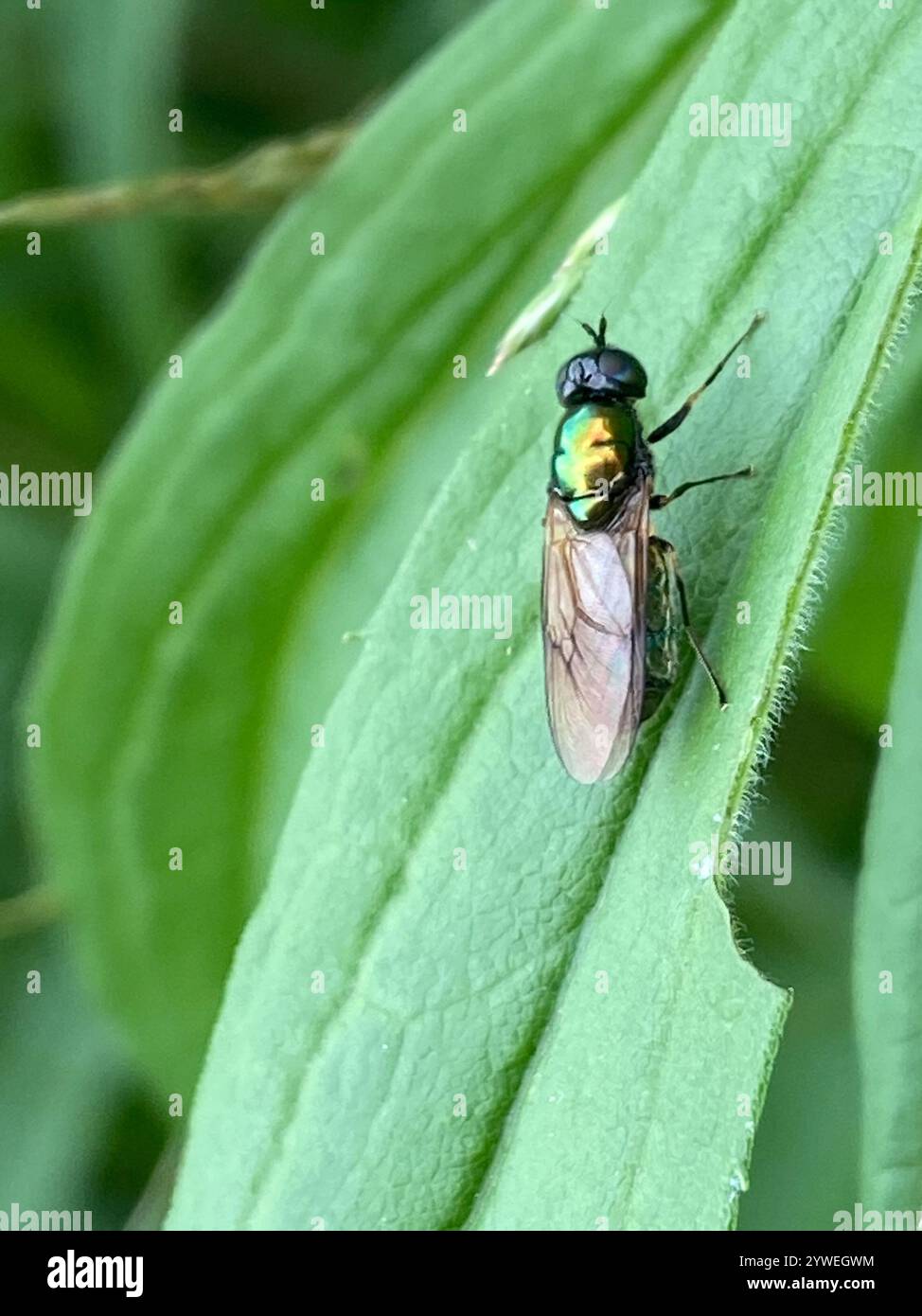 Ampia Centurion Fly (Chloromyia formosa) Foto Stock