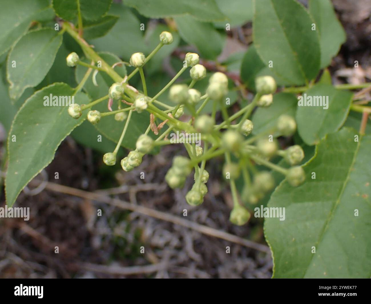 Ciliegia (Prunus virginiana) Foto Stock