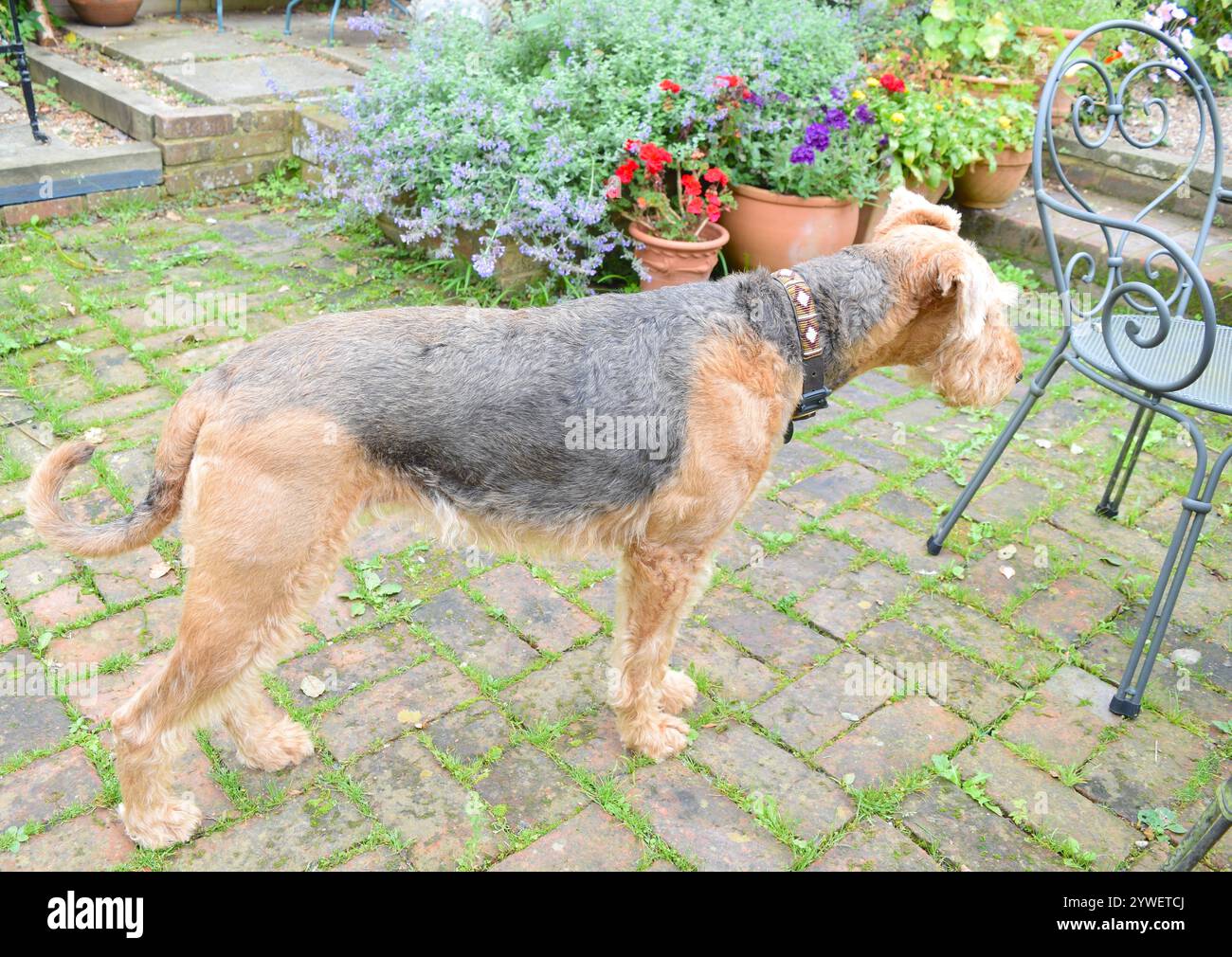 Cane Airedale terrier in giardino. Foto Stock