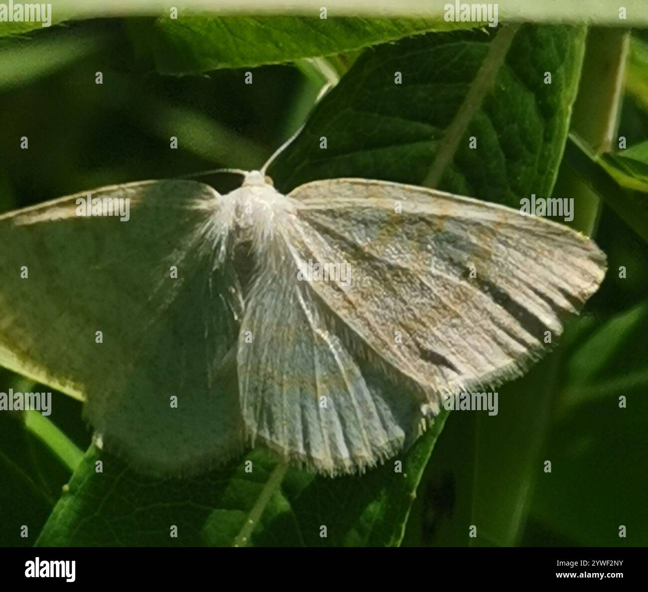 Northern Wave Moth (Cabera exanthemata) Foto Stock