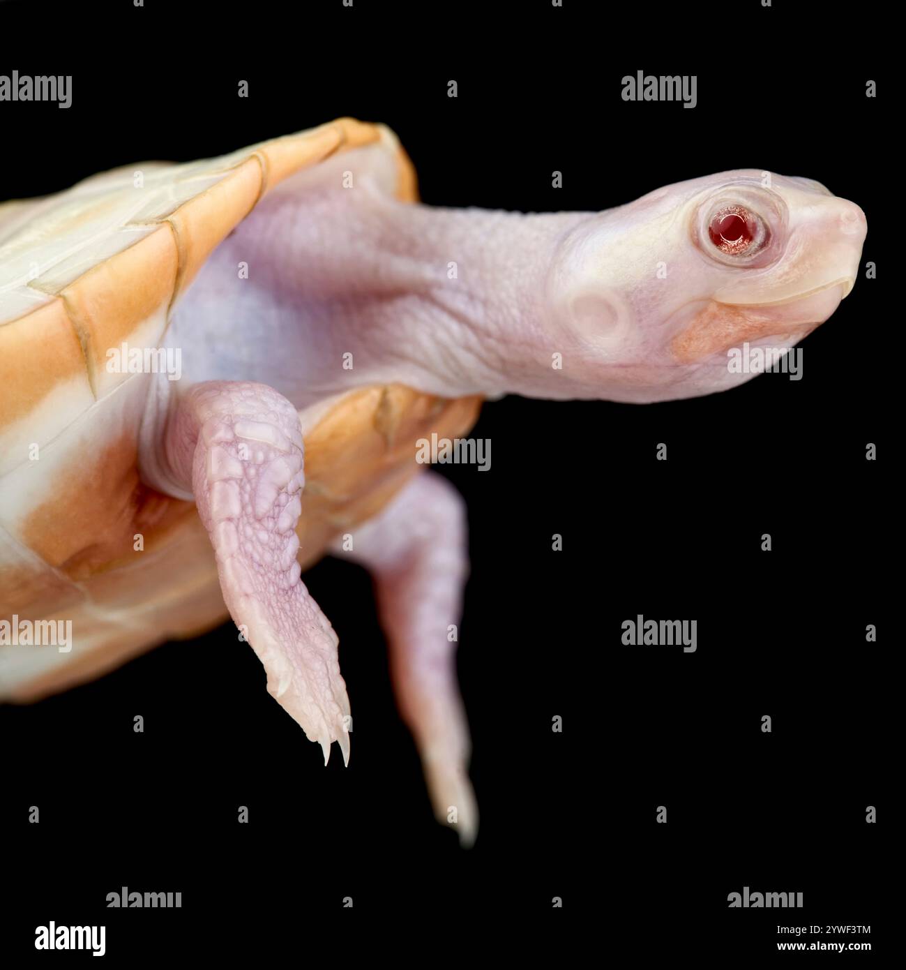 Tartaruga dal collo corto (Emydura subglobosa) con panciotto rosso albino Foto Stock