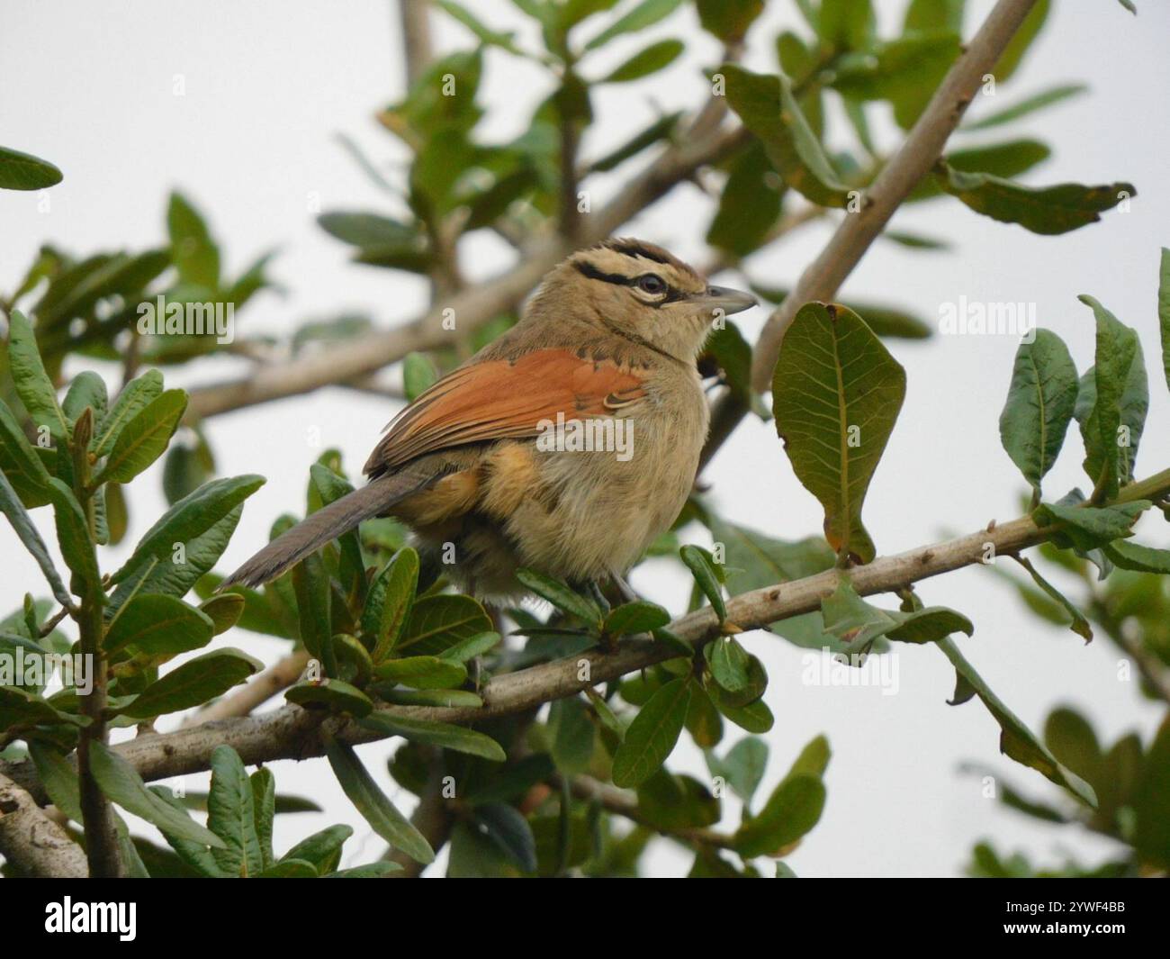 Tchagra con corona marrone (Tchagra australis australis) Foto Stock