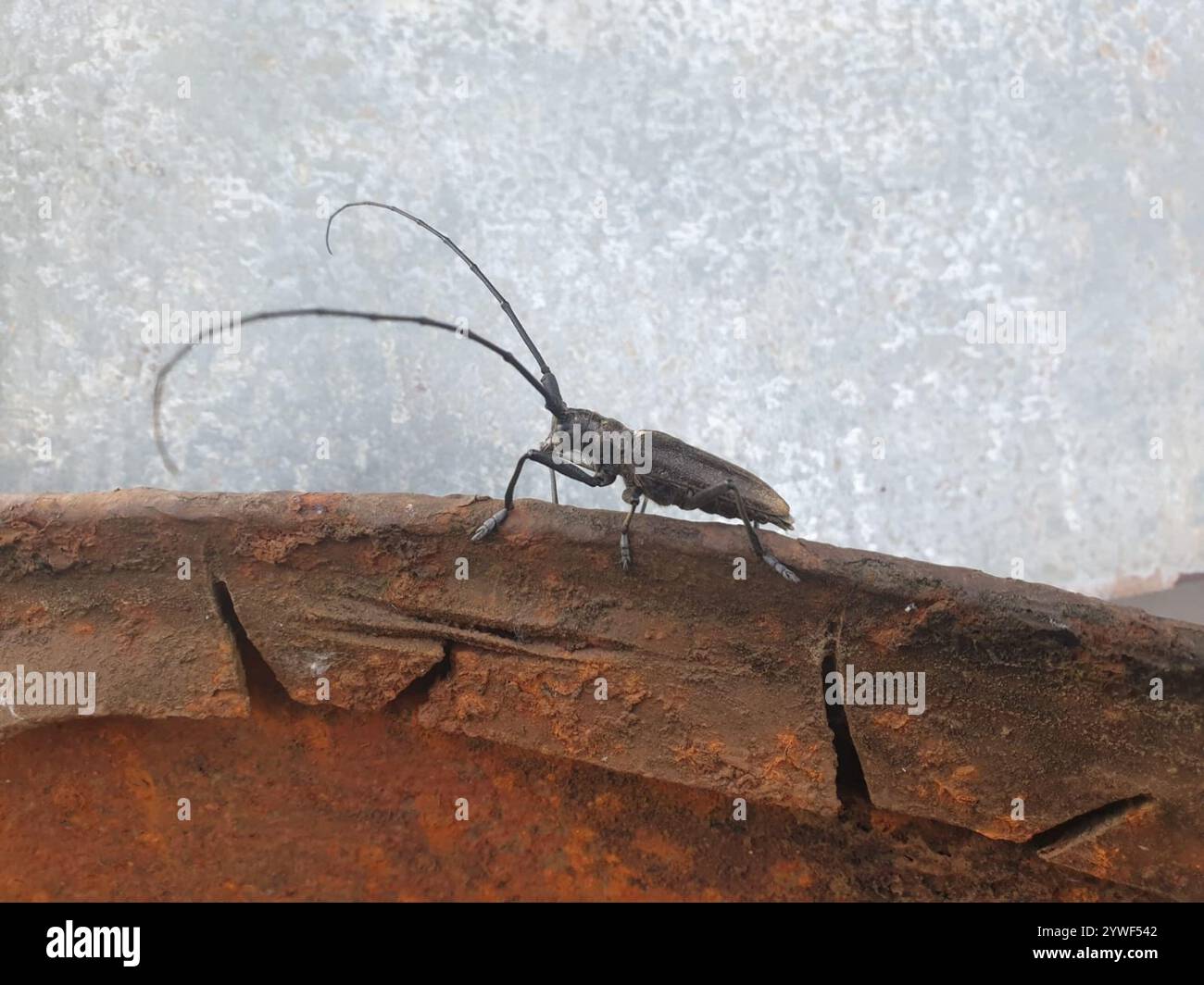 Carpenter Sawyer Beetle (Monochamus sartor) Foto Stock