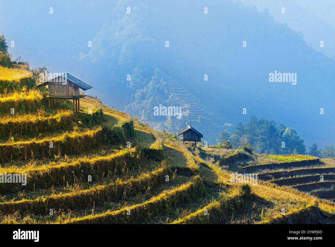 Rice terrazze a Sapa, Vietnam Foto Stock