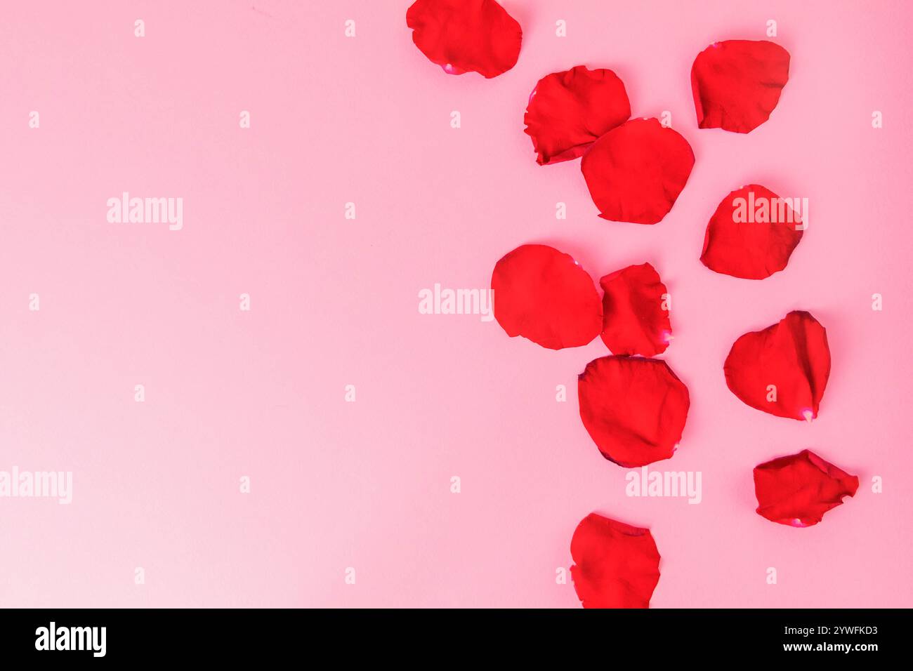 Petali di rosa su sfondo rosa pastello, spazio copia Foto Stock