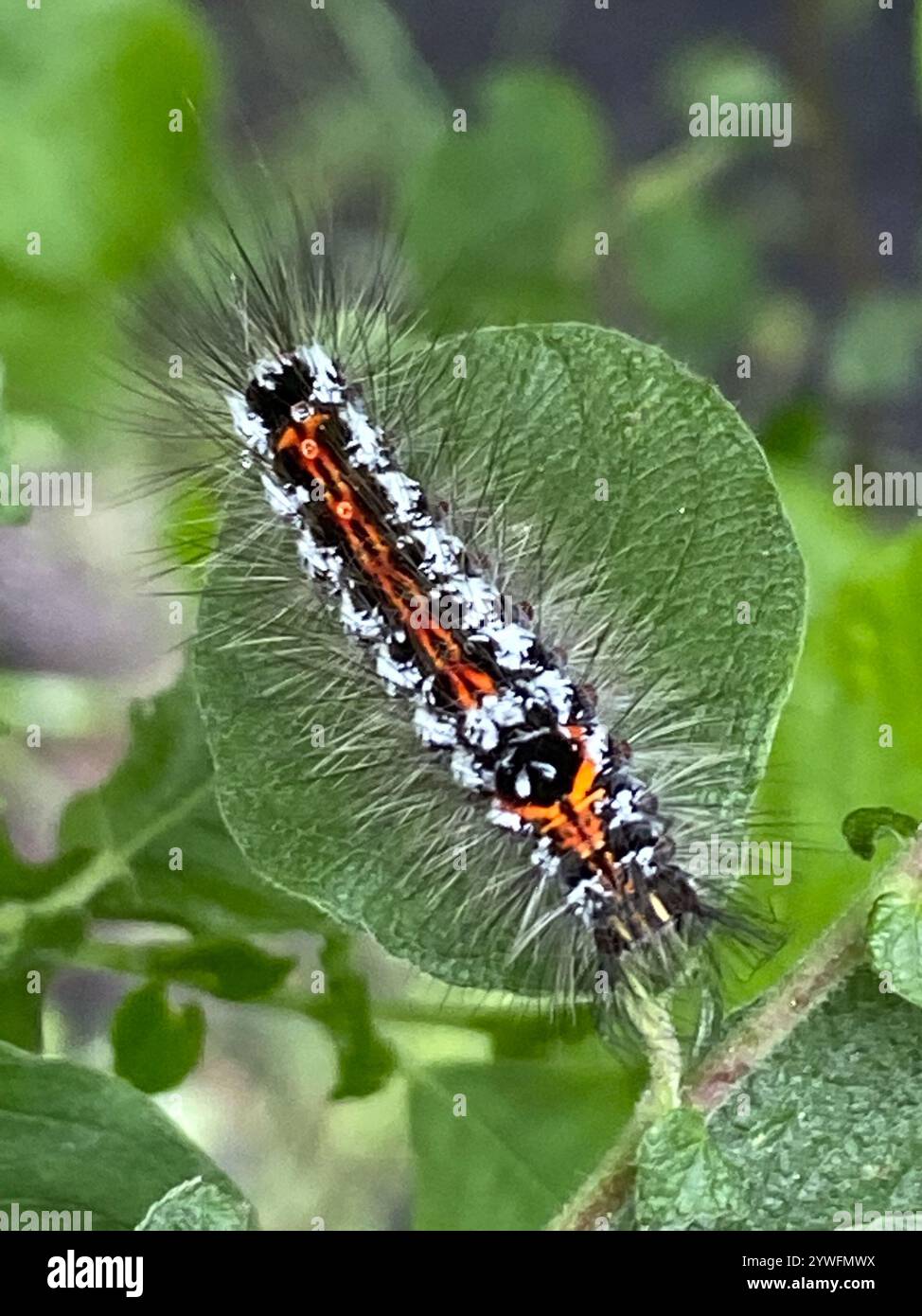 Swan Moth (Sphrageidus similis) Foto Stock