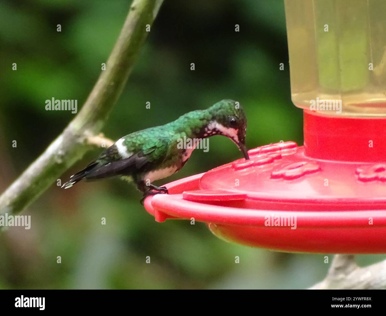 Coda di rondine verde (Discosura conversii) Foto Stock