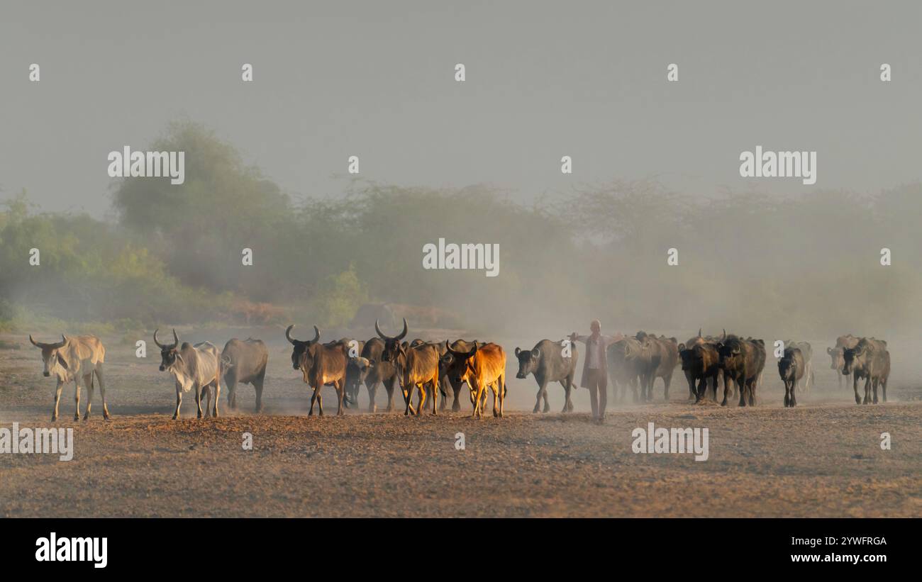 Herder e gregge di mucche nella polvere nel Gujarat, in India Foto Stock