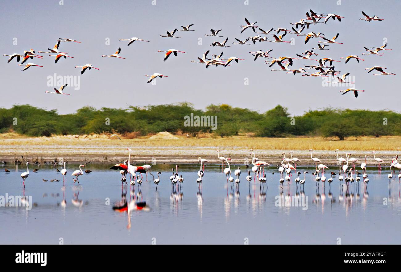 Fenicotteri a Rann di Kutch, Gujarat, India Foto Stock