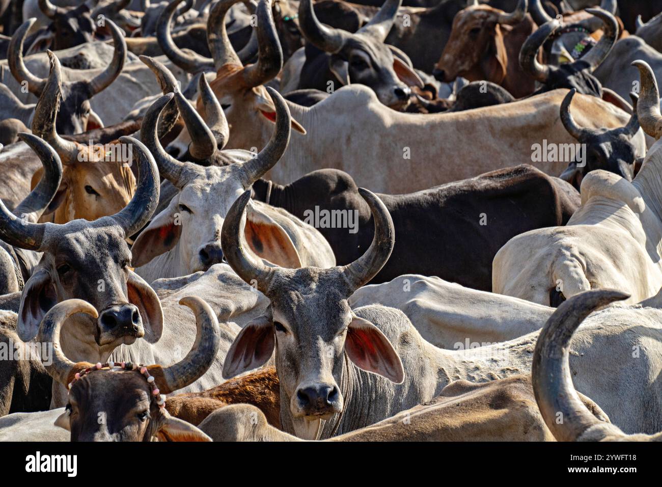 Mucche nel mercato del Gujarat, India Foto Stock