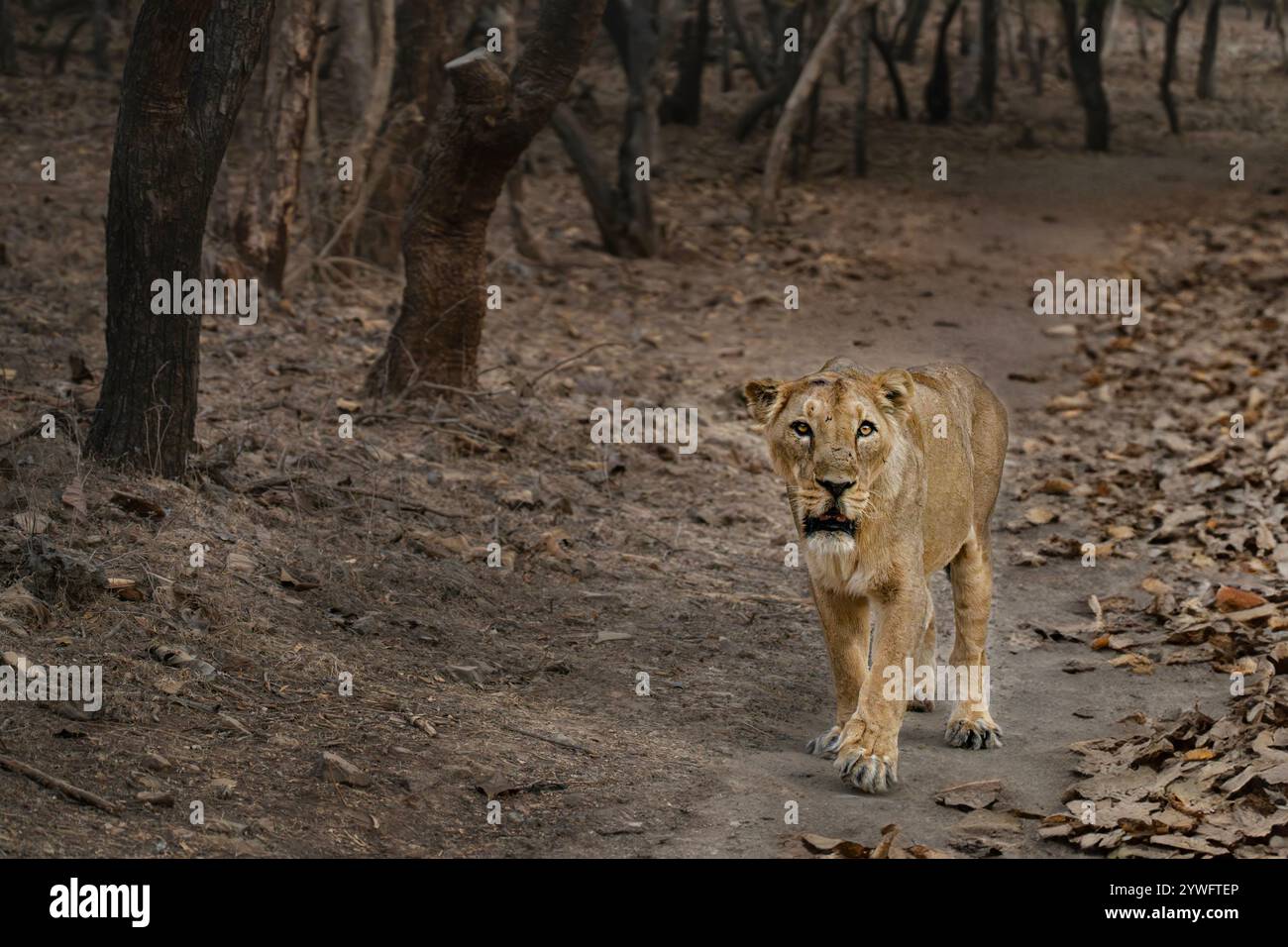 Leone asiatico a Sasan Gir, Gujarat, India Foto Stock