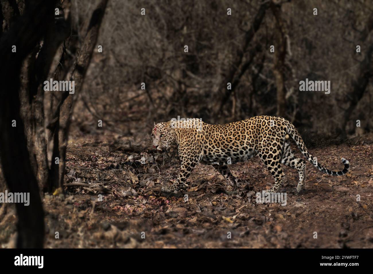 Leopardo asiatico a Sasan Gir, Gujarat, India Foto Stock