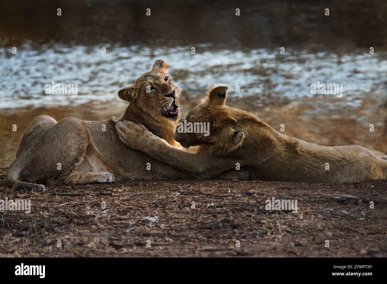 Cuccioli di leone asiatici a Sasan Gir, Gujarat, India Foto Stock