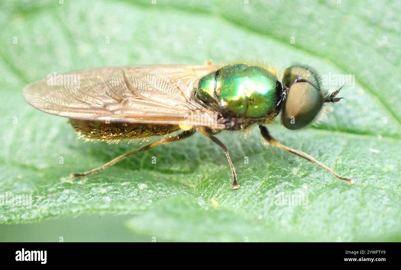 Ampia Centurion Fly (Chloromyia formosa) Foto Stock