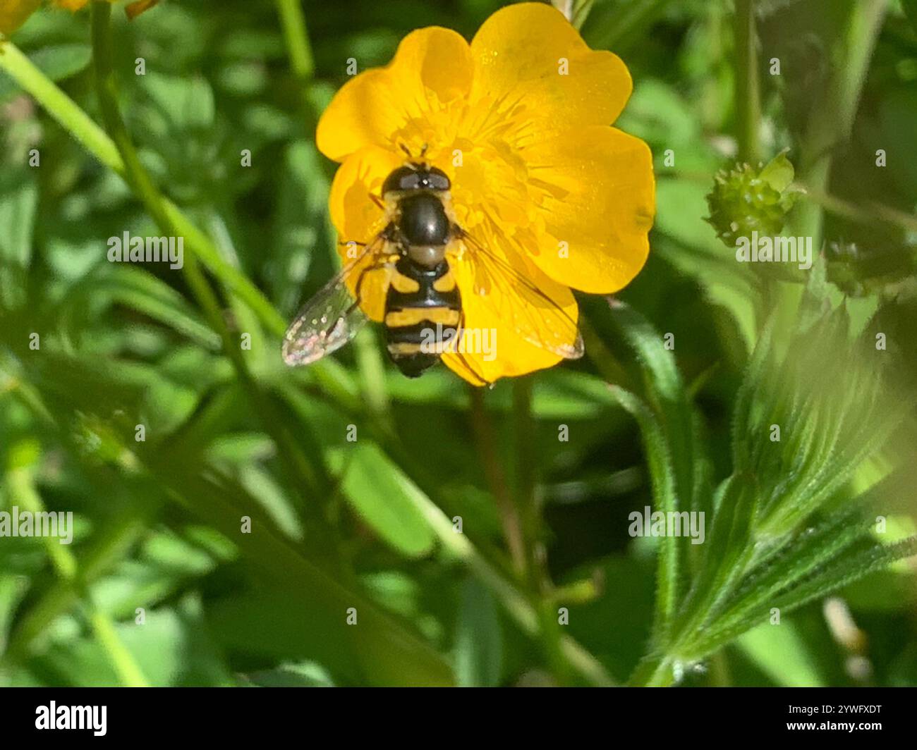 (Didea fasciata) Foto Stock