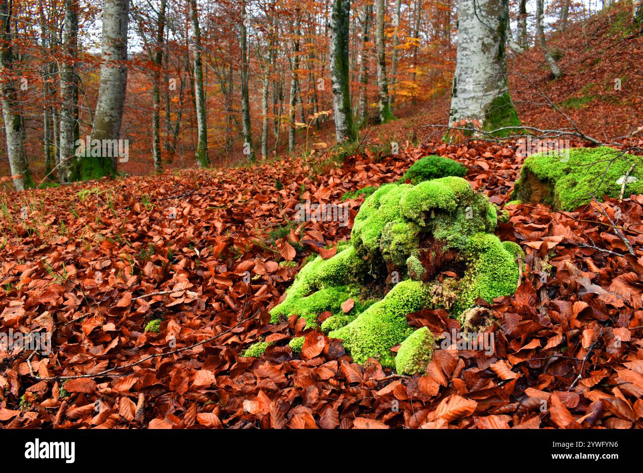 Ceppo di faggio ricoperto di muschio verde all'interno di una foresta di faggi autunnali e il terreno ricoperto di lettiera in foglia marrone Foto Stock