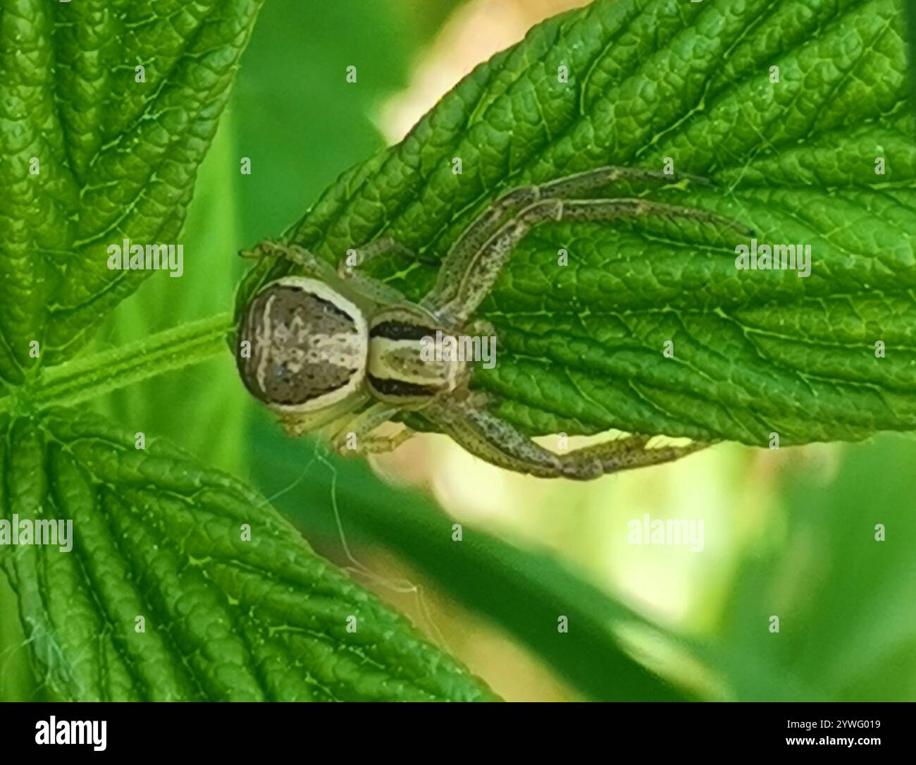 Ragno granchio paludoso (Xysticus ulmi) Foto Stock