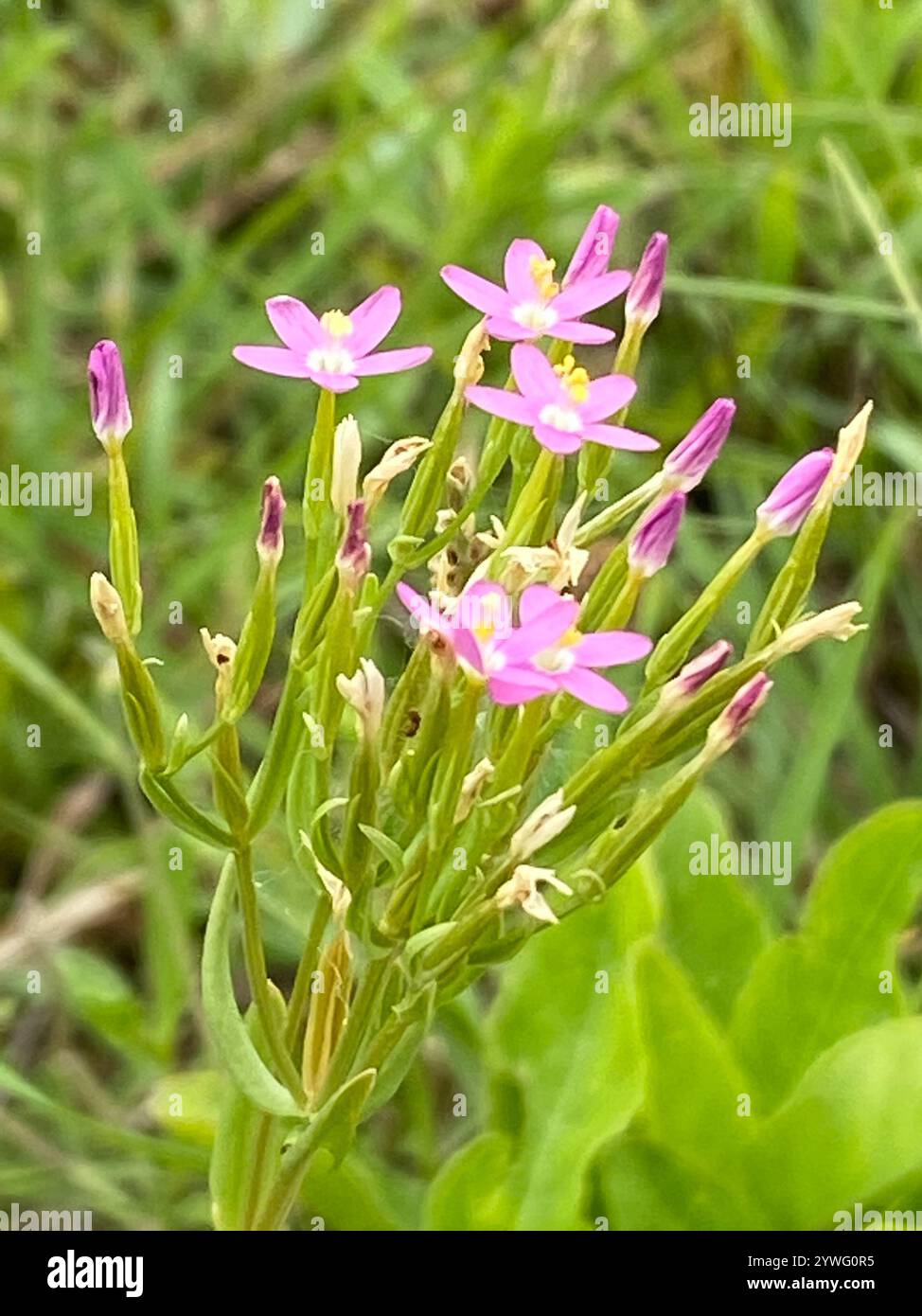 Centauria sottile (Centaurium tenuiflorum) Foto Stock