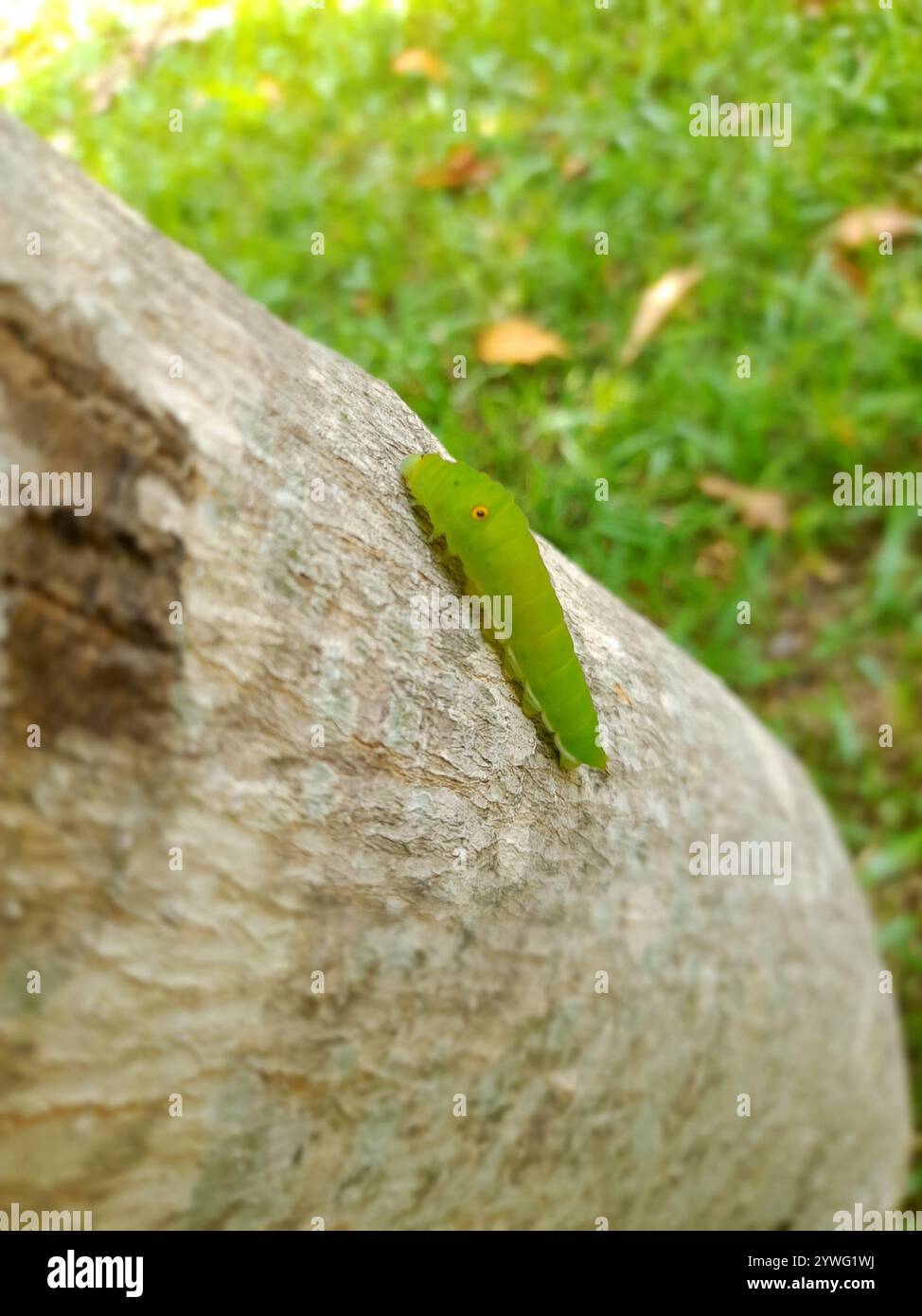 Ghiandaia comune (Graphium Doson) Foto Stock