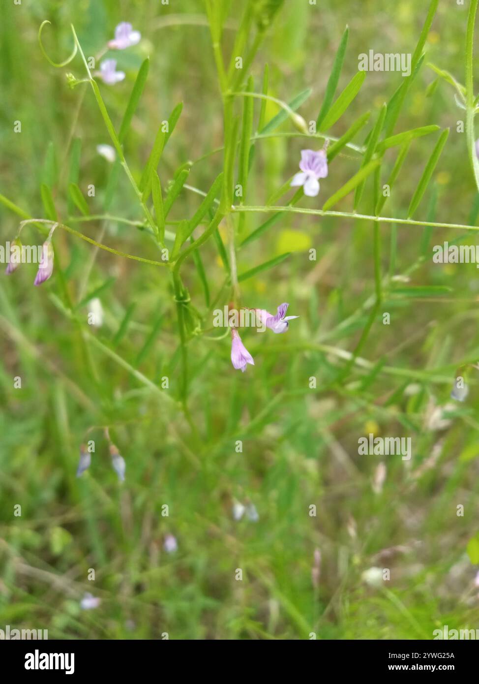 Tara liscia (Vicia tetrasperma) Foto Stock