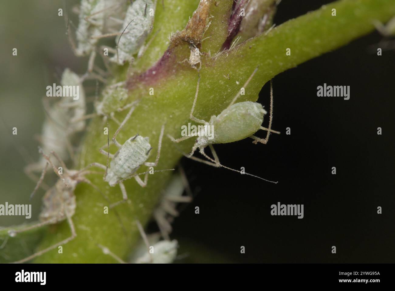 Lupine Aphid (Macrosiphum albifrons) Foto Stock