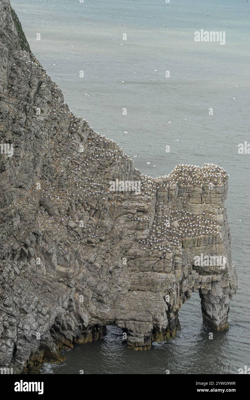 gannet, colonia di riproduzione su un arco roccioso nel mare del nord a bempton, nel nord dello yorkshire, inghilterra, regno unito Foto Stock