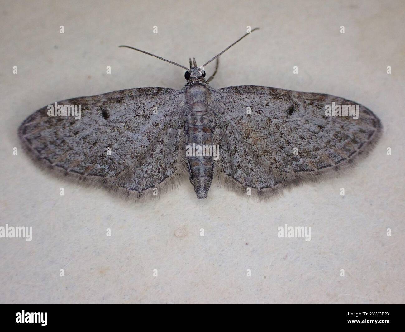 Pug di Wormwood (Eupithecia absinthiata) Foto Stock