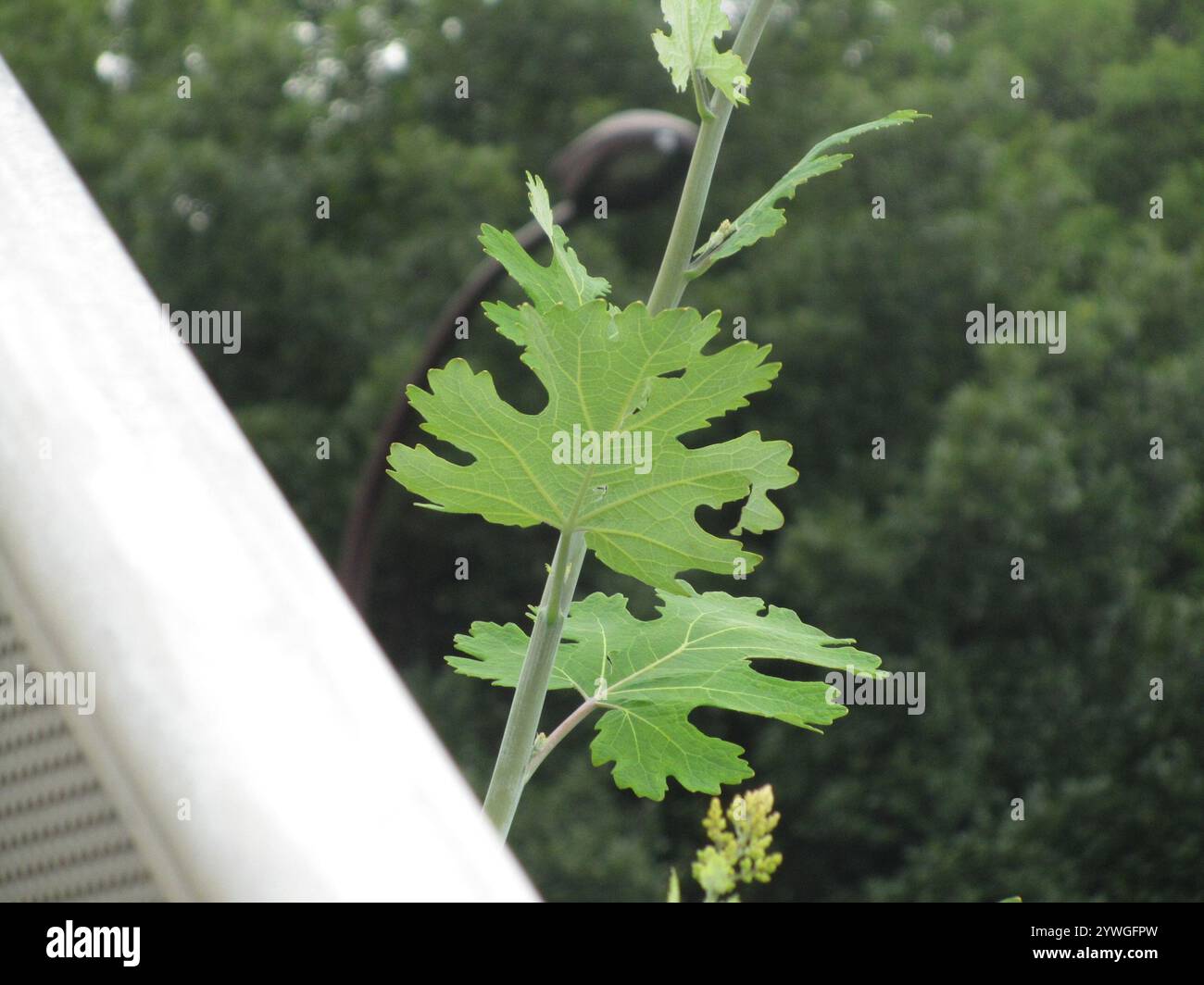 Plume Poppy (cordata Macleaya) Foto Stock