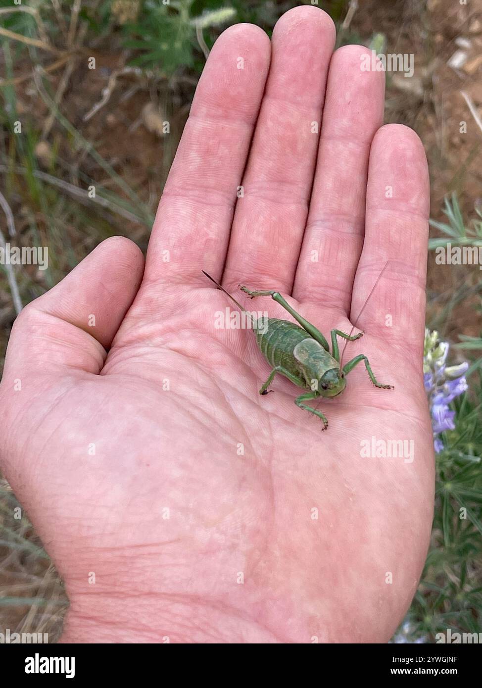 Cricket di Mormon (Anabrus simplex) Foto Stock