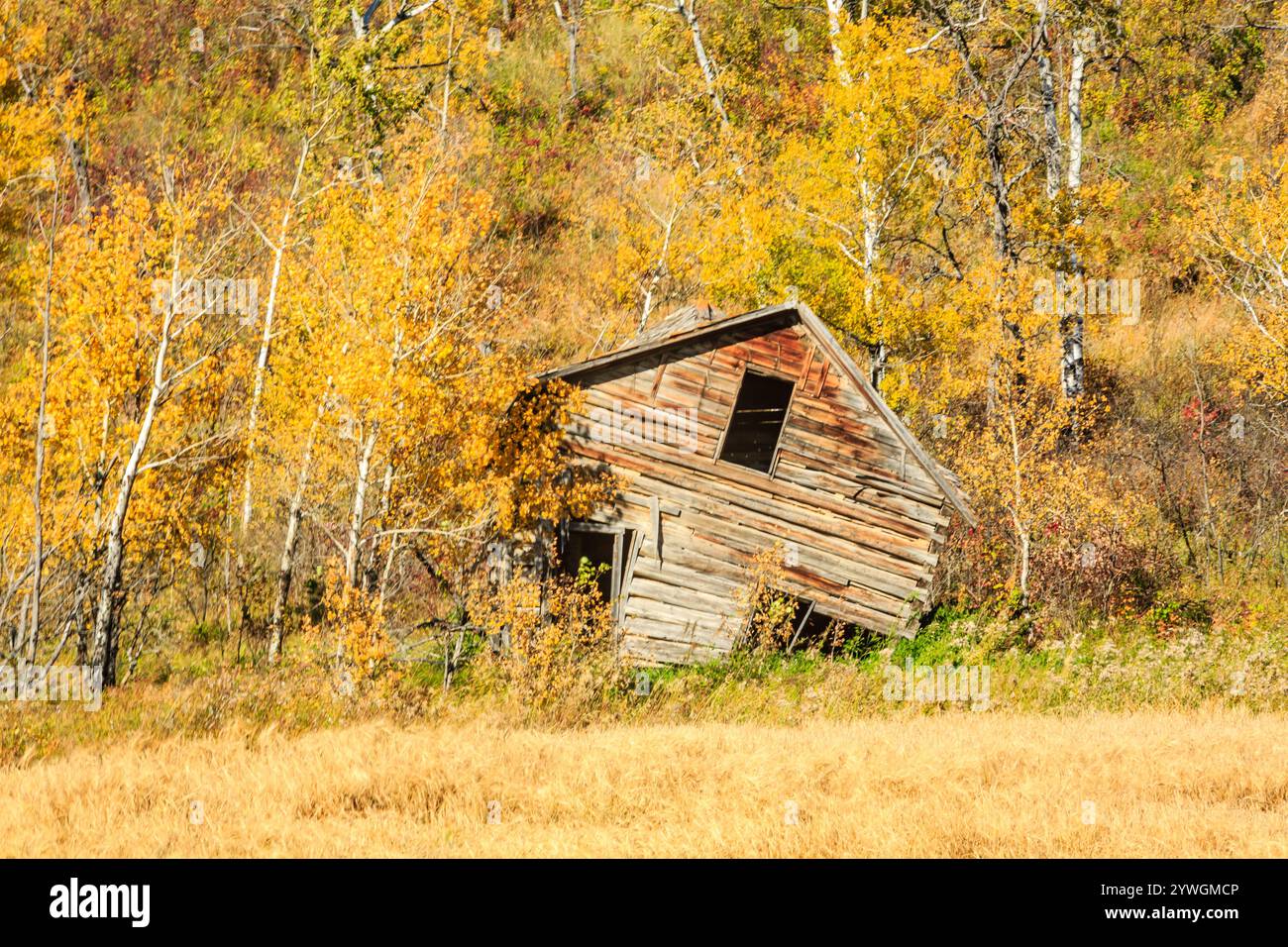 Una piccola cabina fatiscente si trova in un campo di erba gialla. La cabina è circondata da alberi e le foglie autunnali cadono da loro. La scena h Foto Stock