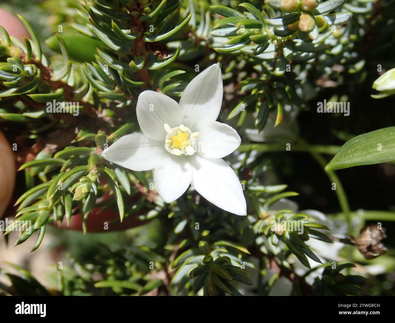 Stella di montagna di Betlemme (Ornithogalum montanum) Foto Stock