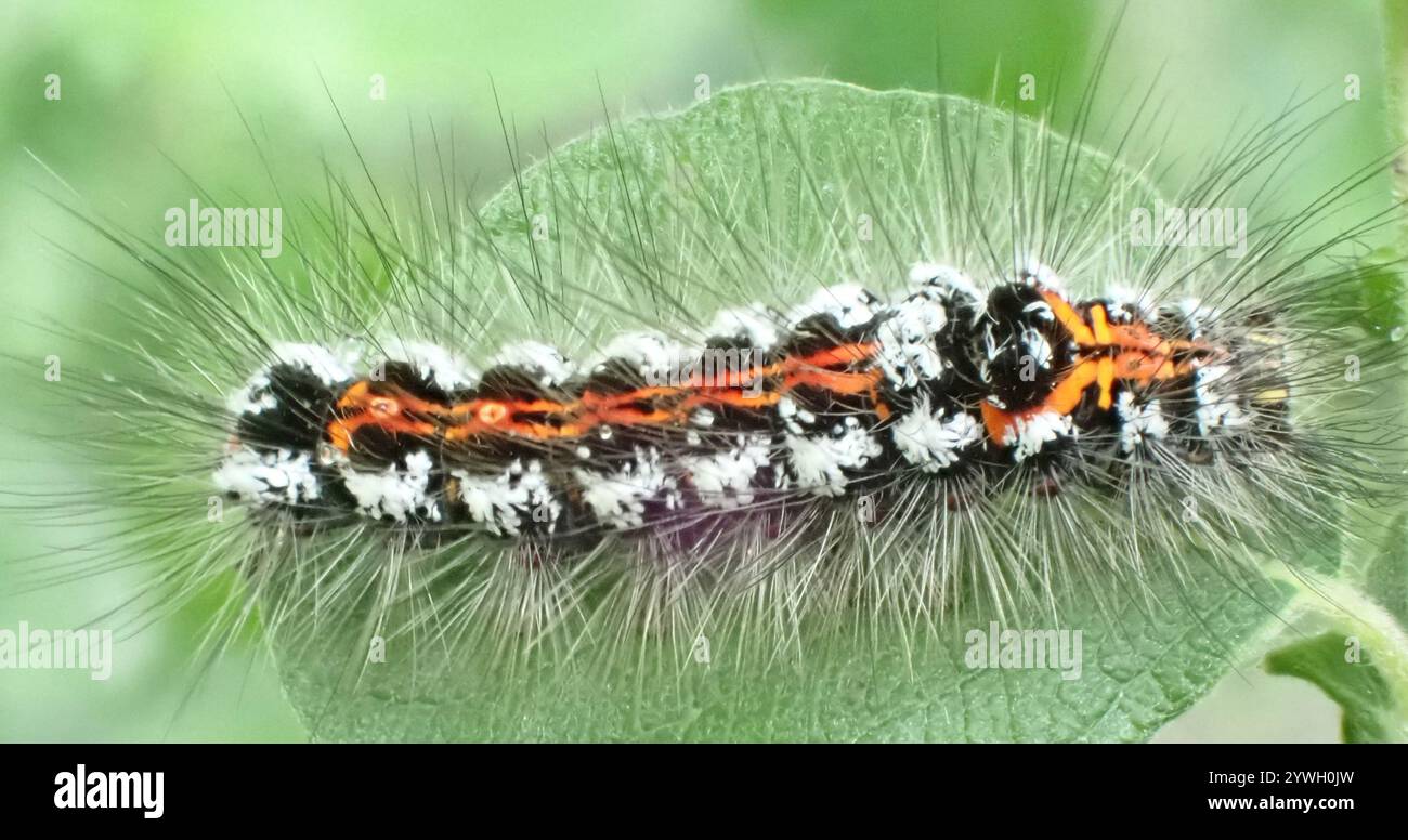 Swan Moth (Sphrageidus similis) Foto Stock