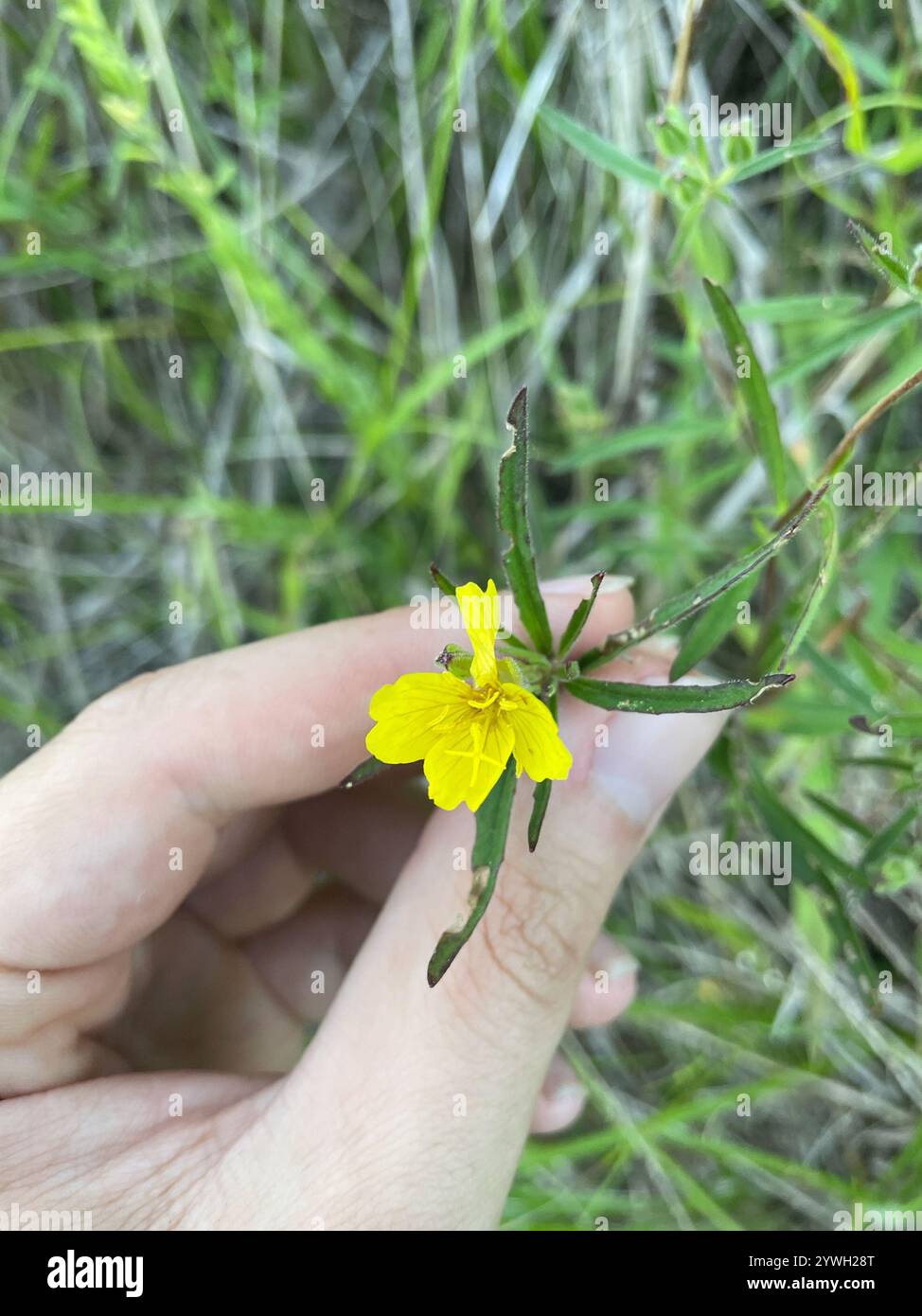 Gocce di sole dalle foglie strette (Oenothera fruticosa) Foto Stock