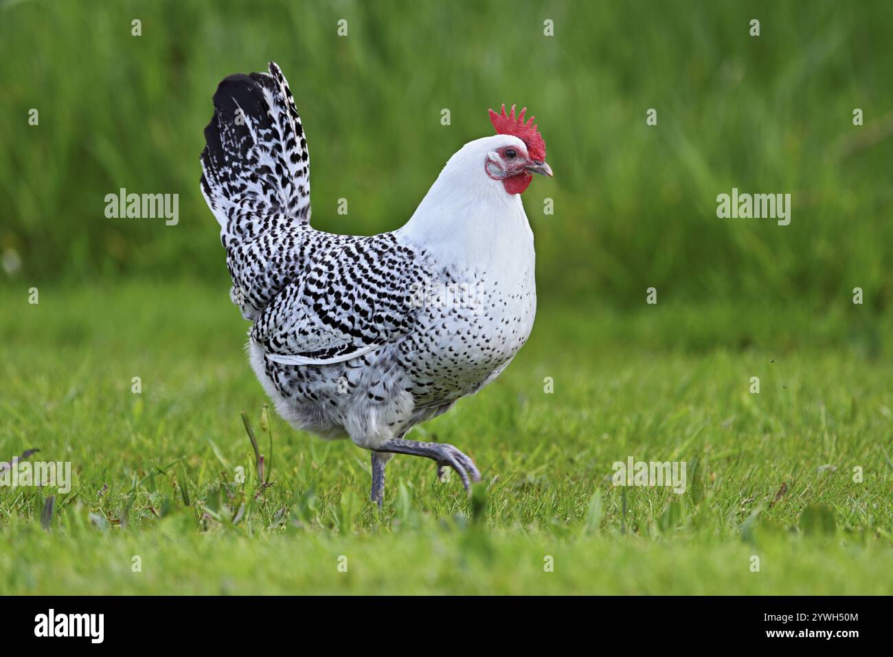 Gabbiano della Frisona orientale in un prato, razza di pollo con buone caratteristiche di utilizzo, Texel, Olanda settentrionale, Paesi Bassi Foto Stock