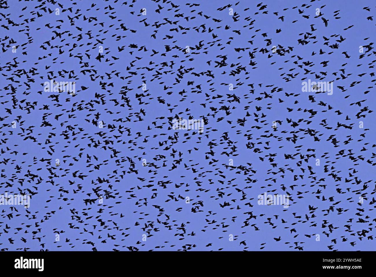 Circa 1 milione di bramblings (Fringilla montifringilla), in volo sopra la loro schiera al crepuscolo, Oberaargau, Canton Berna, Svizzera, Europa Foto Stock