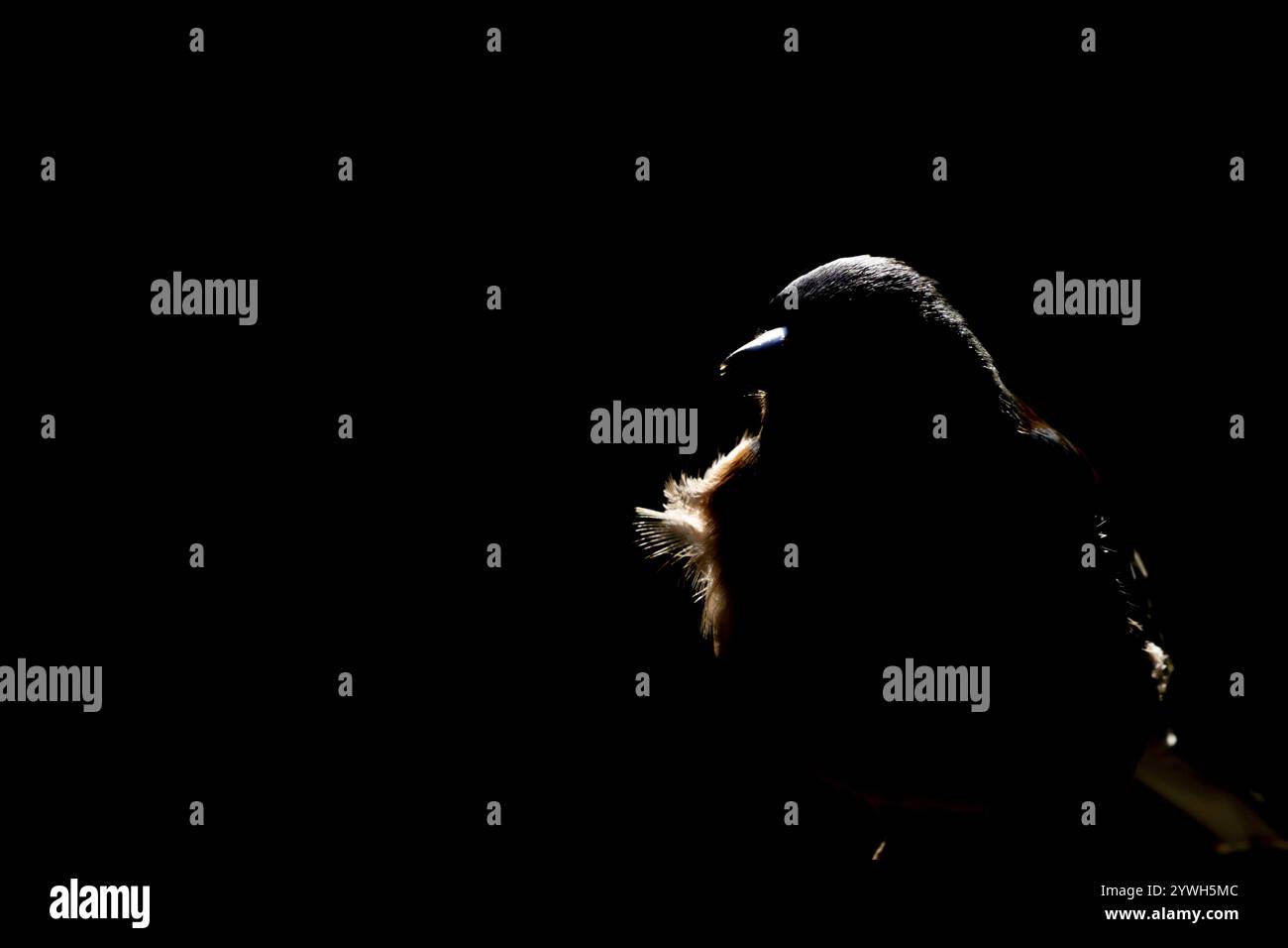 Chaffinch eurasiatico (Fringilla coelebs) ritratto retroilluminato di uccelli adulti, Inghilterra, Regno Unito, Europa Foto Stock