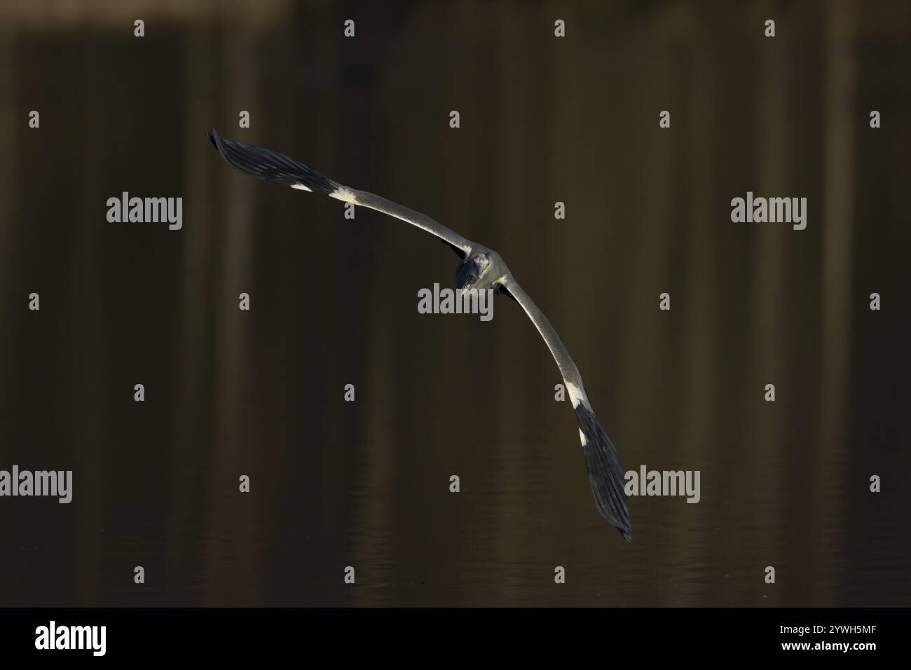 Airone grigio (Ardea cinerea) uccello adulto che vola sopra un lago, Suffolk, Inghilterra, Regno Unito, Europa Foto Stock