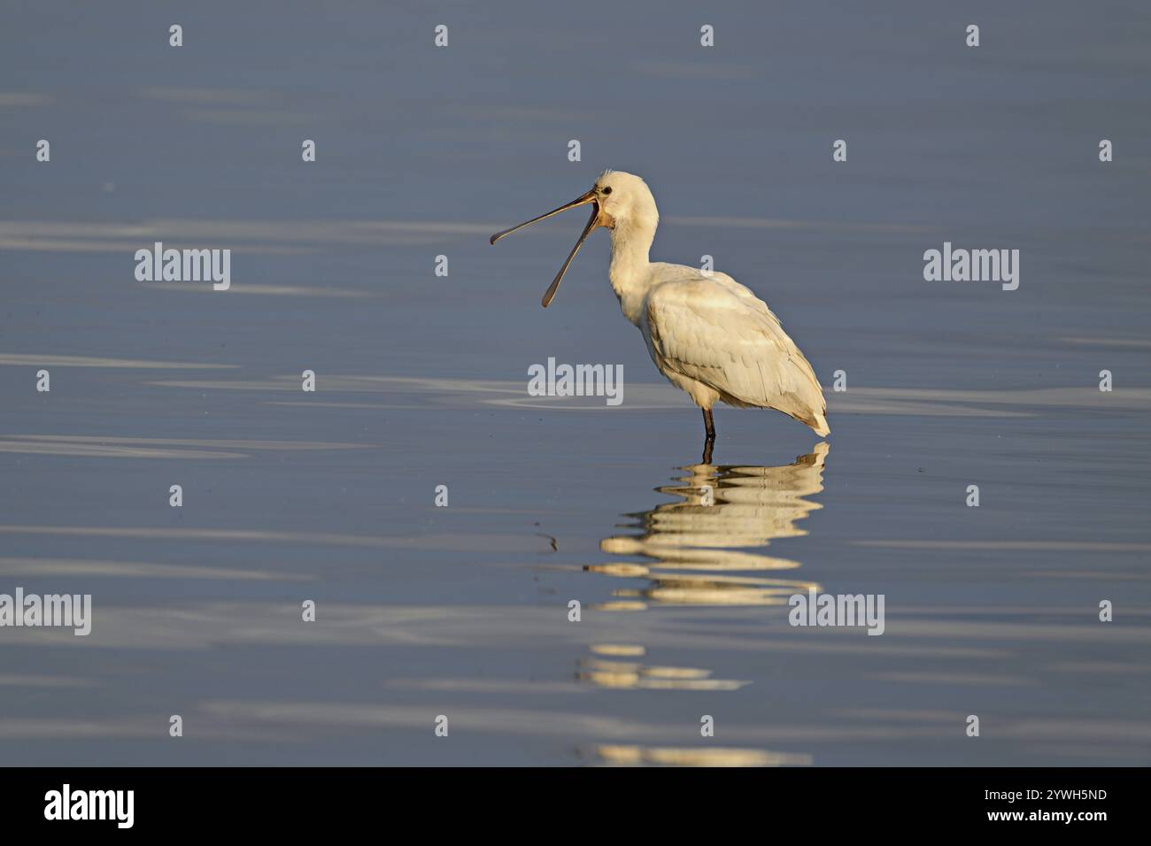 Becco di cucchiaio (Platalea leucorodia), in acqua con becco aperto, Texel, isola della Frisona occidentale, provincia dell'Olanda settentrionale, Paesi Bassi Foto Stock