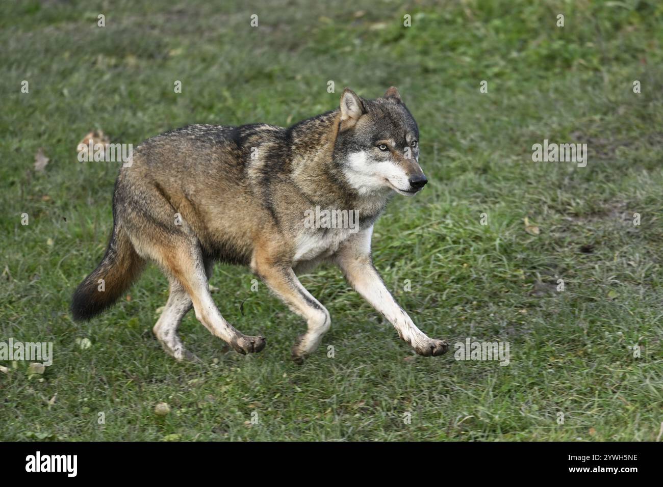 Lupo grigio europeo (Canis lupus lupus), che corre in un prato, prigioniero, Svizzera, Europa Foto Stock