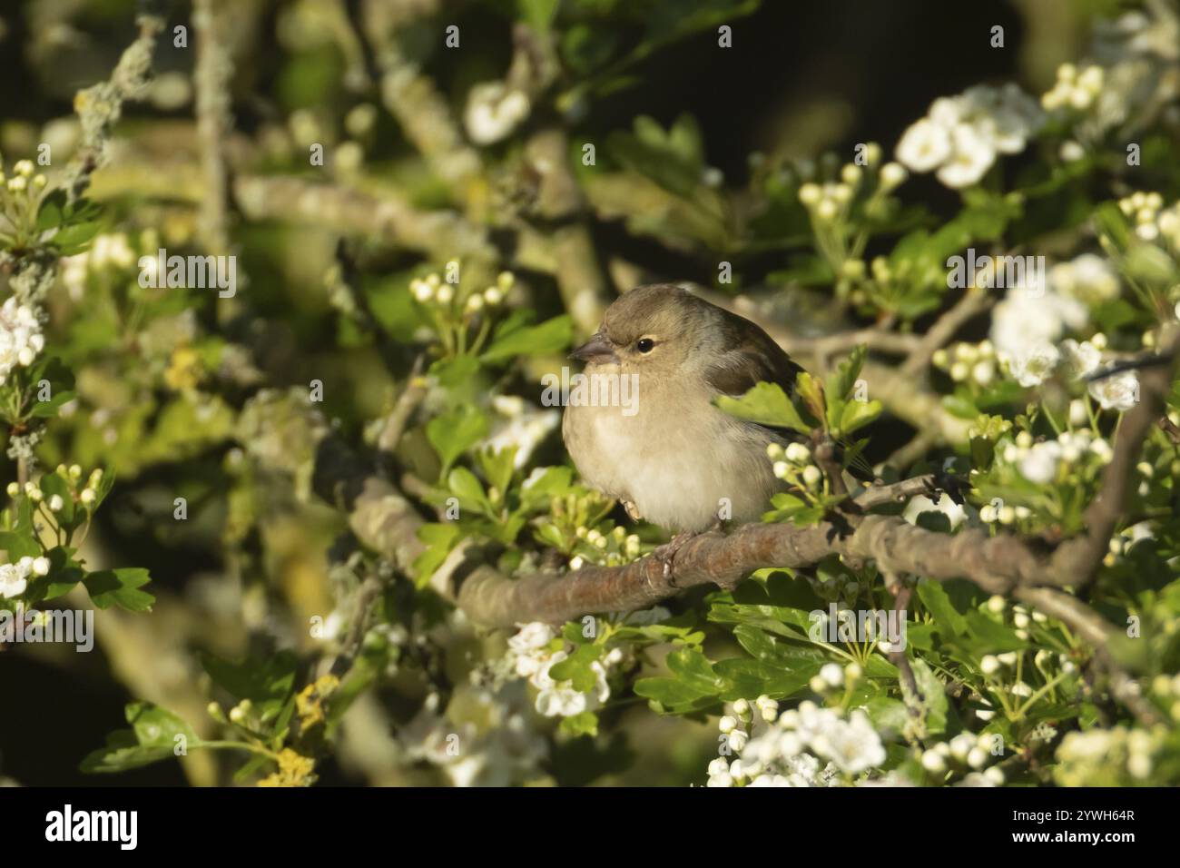 Zaffinch eurasiatico (Fringilla coelebs) uccello femmina adulto in un albero di biancospino con fiori primaverili, Inghilterra, Regno Unito, Europa Foto Stock