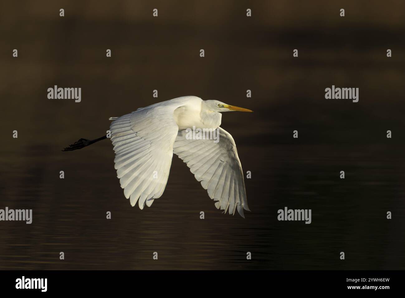 Great White egret (Ardea alba) uccello adulto che vola sopra un lago, Suffolk, Inghilterra, Regno Unito, Europa Foto Stock