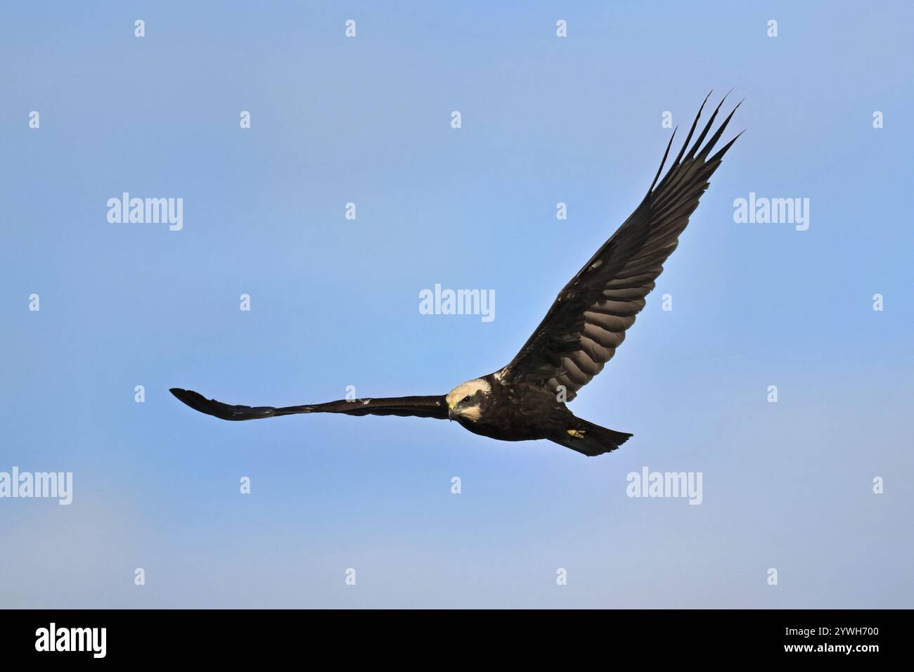 Marsh harrier (Circus aeruginosus), che vola di fronte a un cielo blu, Klingnauer Stausee, Canton Argovia, Svizzera, Europa Foto Stock