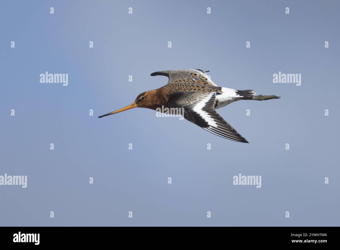 Dea dalla coda nera (Limosa limosa) uccello adulto in piuma estiva che vola contro un cielo blu, Norfolk, Inghilterra, Regno Unito, Europa Foto Stock