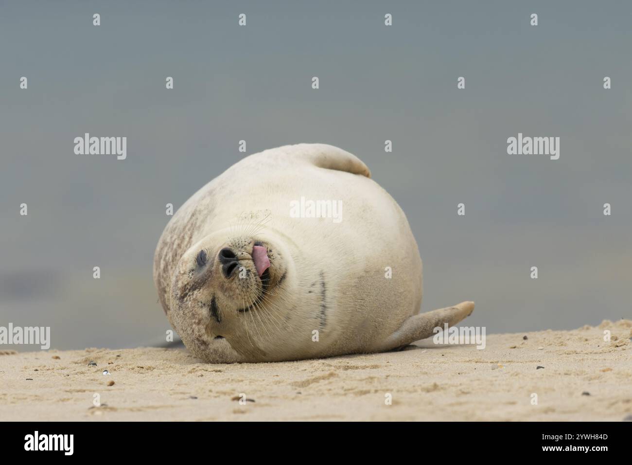 Foca grigia (Halichoerus grypus) animale adulto che dorme su una spiaggia, Norfolk, Inghilterra, Regno Unito, Europa Foto Stock