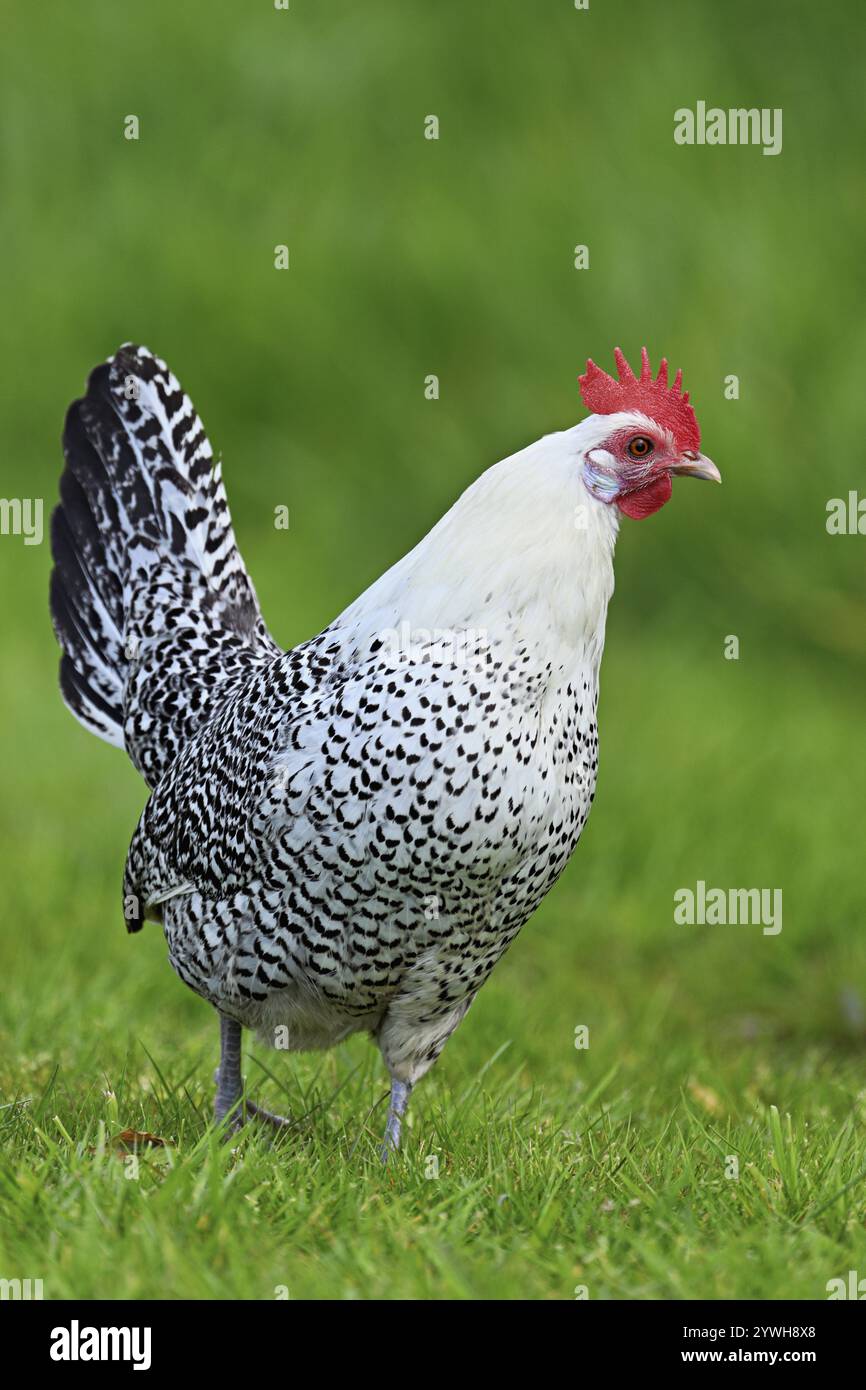 Gabbiano della Frisona orientale in un prato, razza di pollo con buone caratteristiche di utilizzo, Texel, Olanda settentrionale, Paesi Bassi Foto Stock