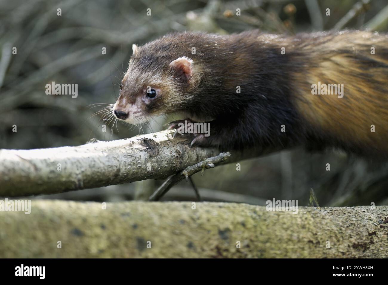 Puzzola europea (Mustela putorius), nota anche come furetto, che corre nel sottobosco, prigioniero, Svizzera, Europa Foto Stock