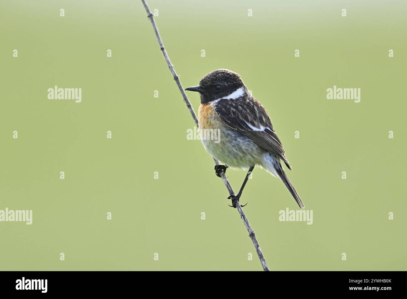 Stonechat (Saxicola rubicola), uomo seduto su una diramazione, Parco Nazionale del Lago Neusiedl, Seewinkel, Burgenland, Austria, Europa Foto Stock