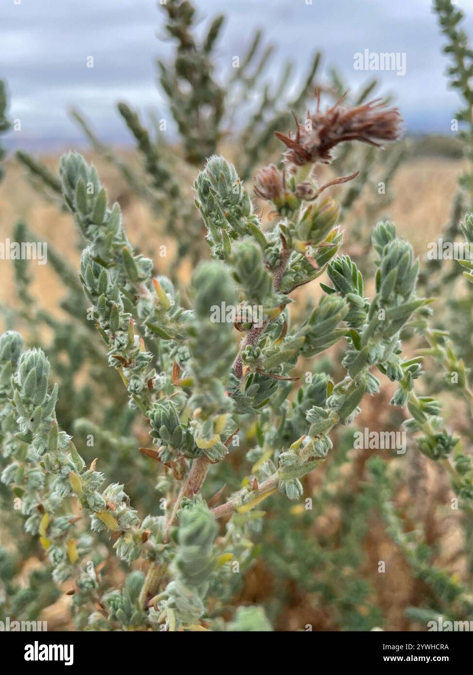 Fivehorn smotherweed (Bassia hyssopifolia) Foto Stock