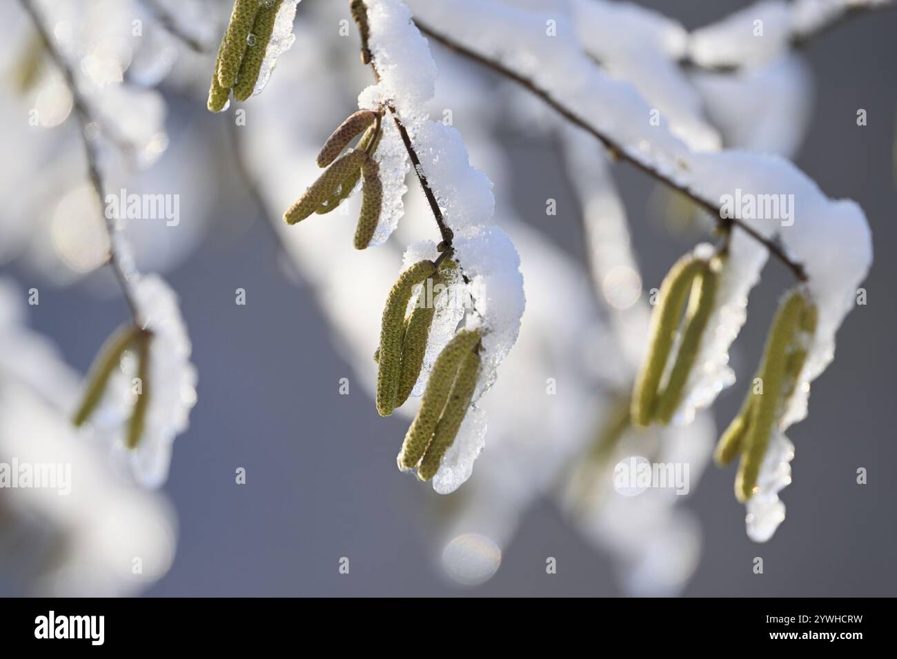 Nocciolo comune (Corylus avellana), pieno di neve, primo piano di gatti maschi, Svizzera, Europa Foto Stock